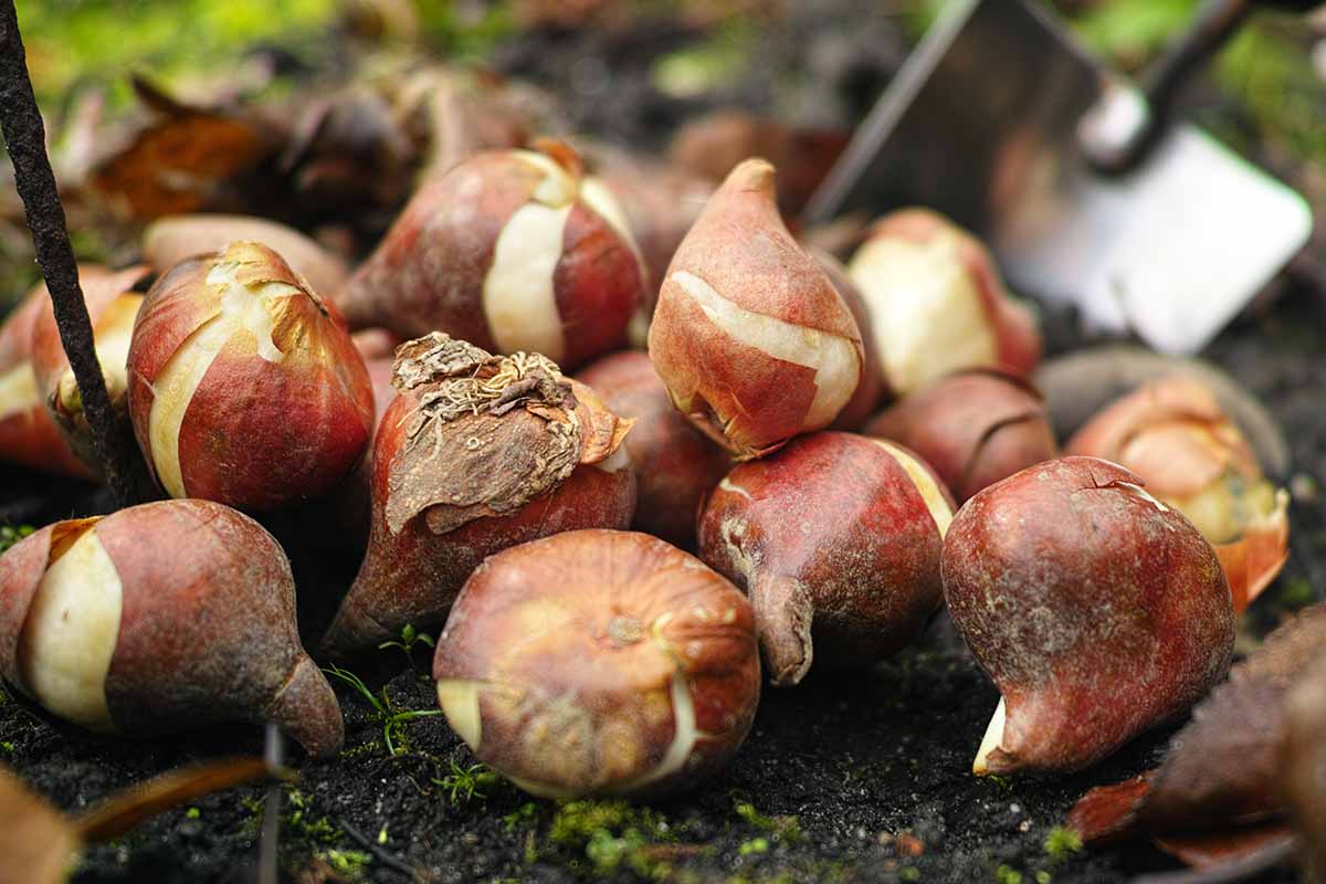 How To Store Flower Bulbs Over Winter