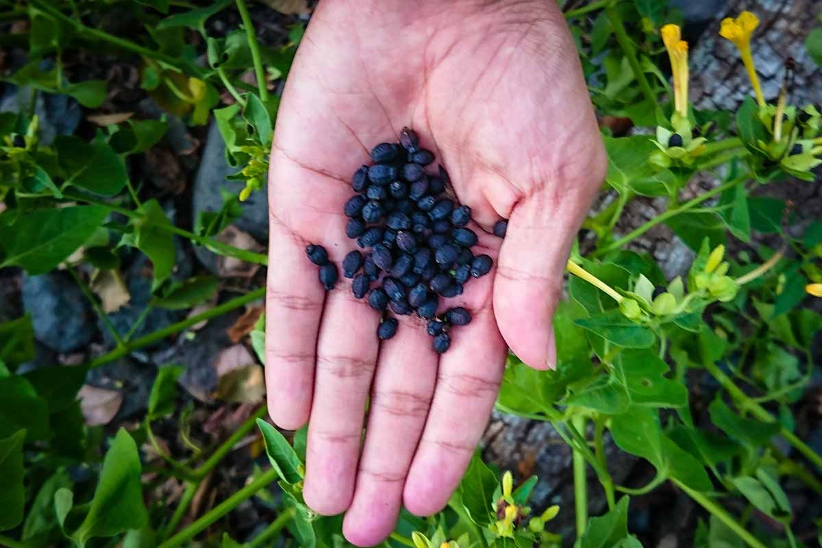 How To Store Four O’Clock Seeds