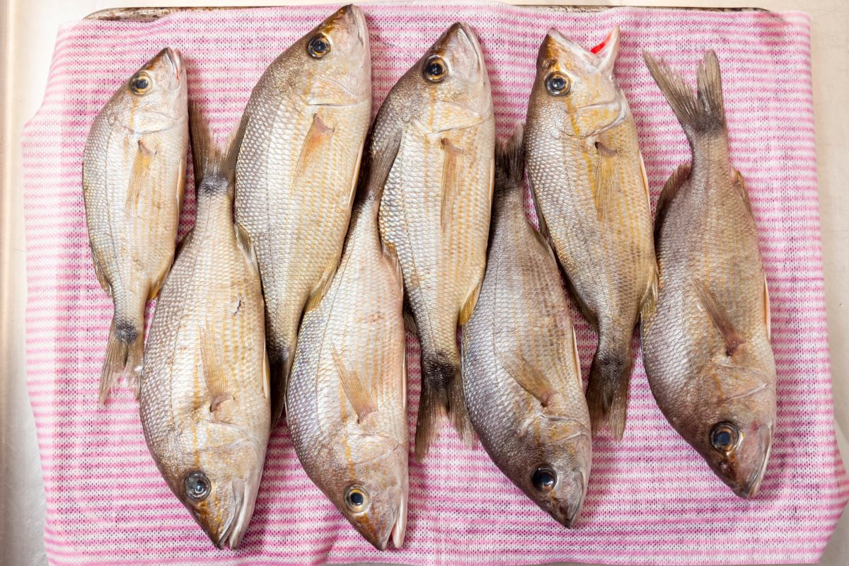 How To Store Fresh Caught Fish In Fridge