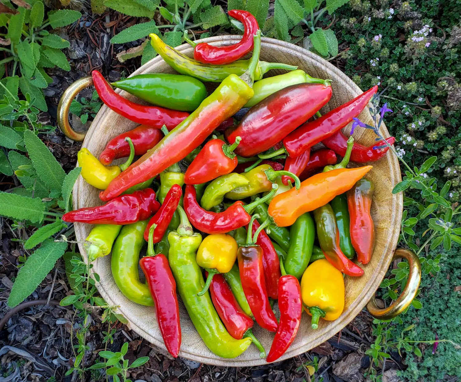 How To Store Fresh Chili Peppers