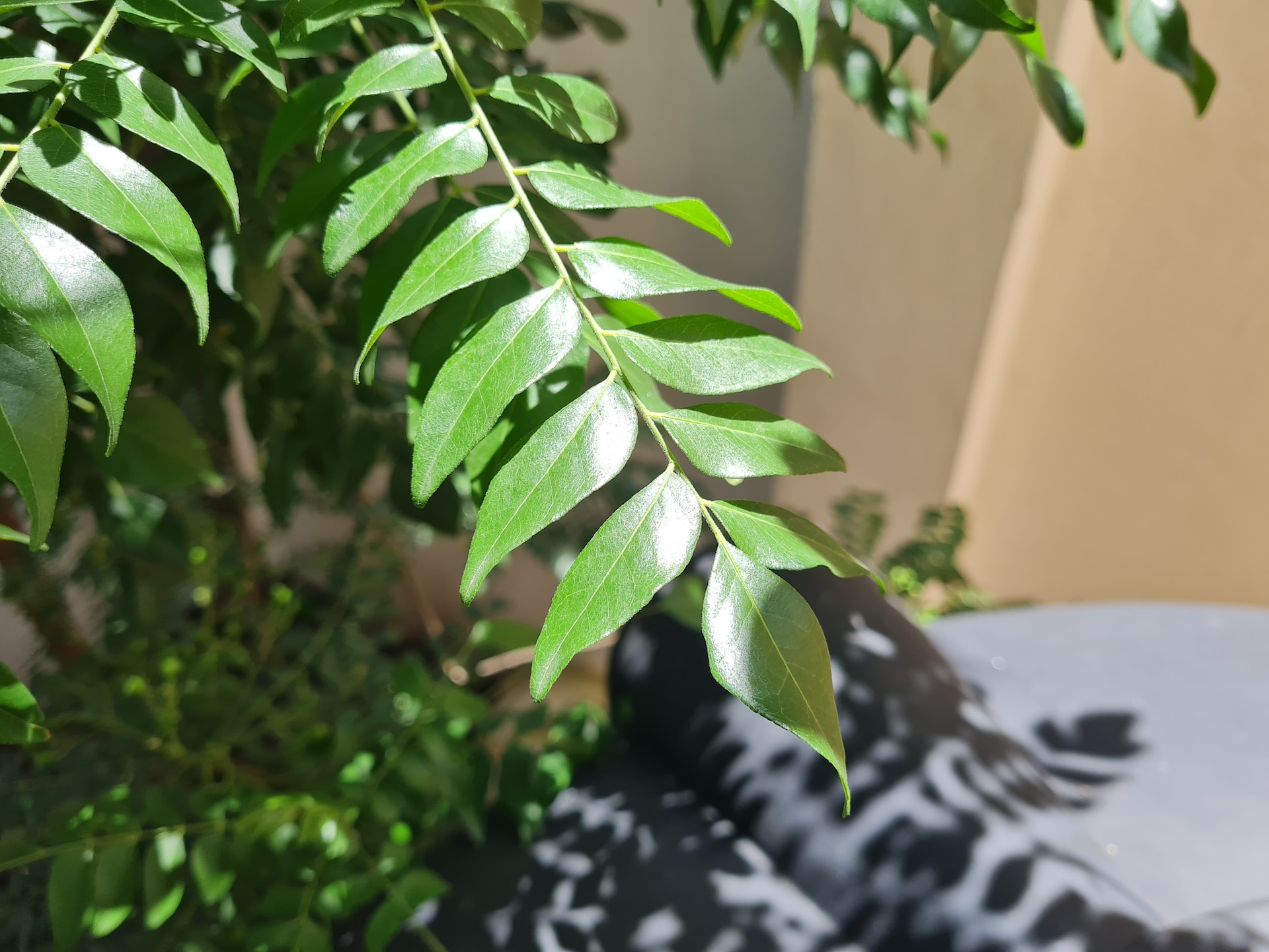 How To Store Fresh Curry Leaves