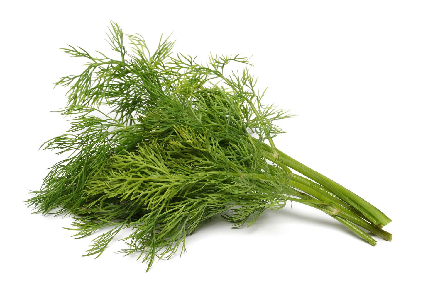 How To Store Fresh Dill Weed