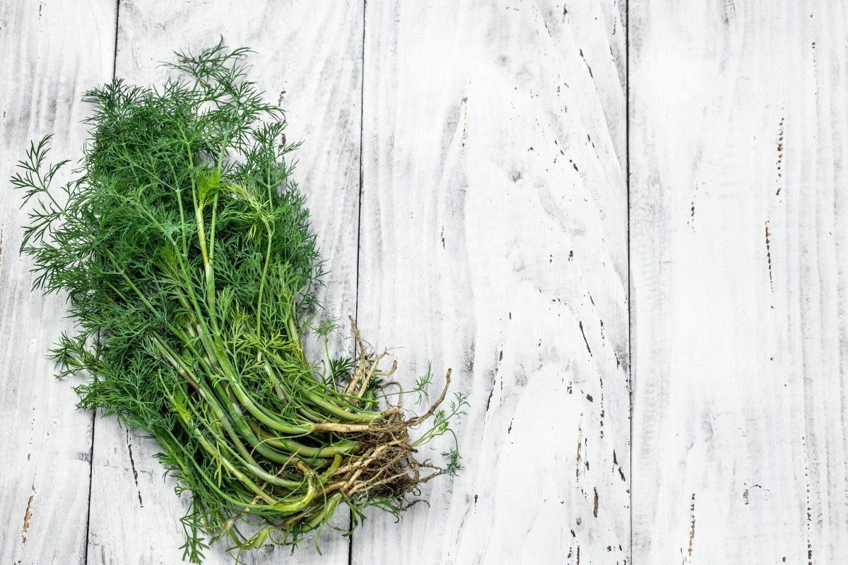 How To Store Fresh Dill With Roots