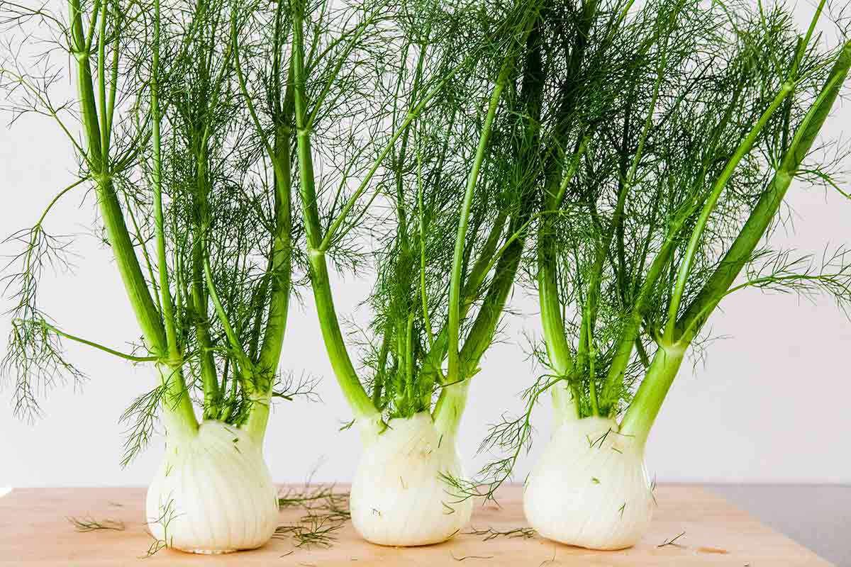 How To Store Fresh Fennel
