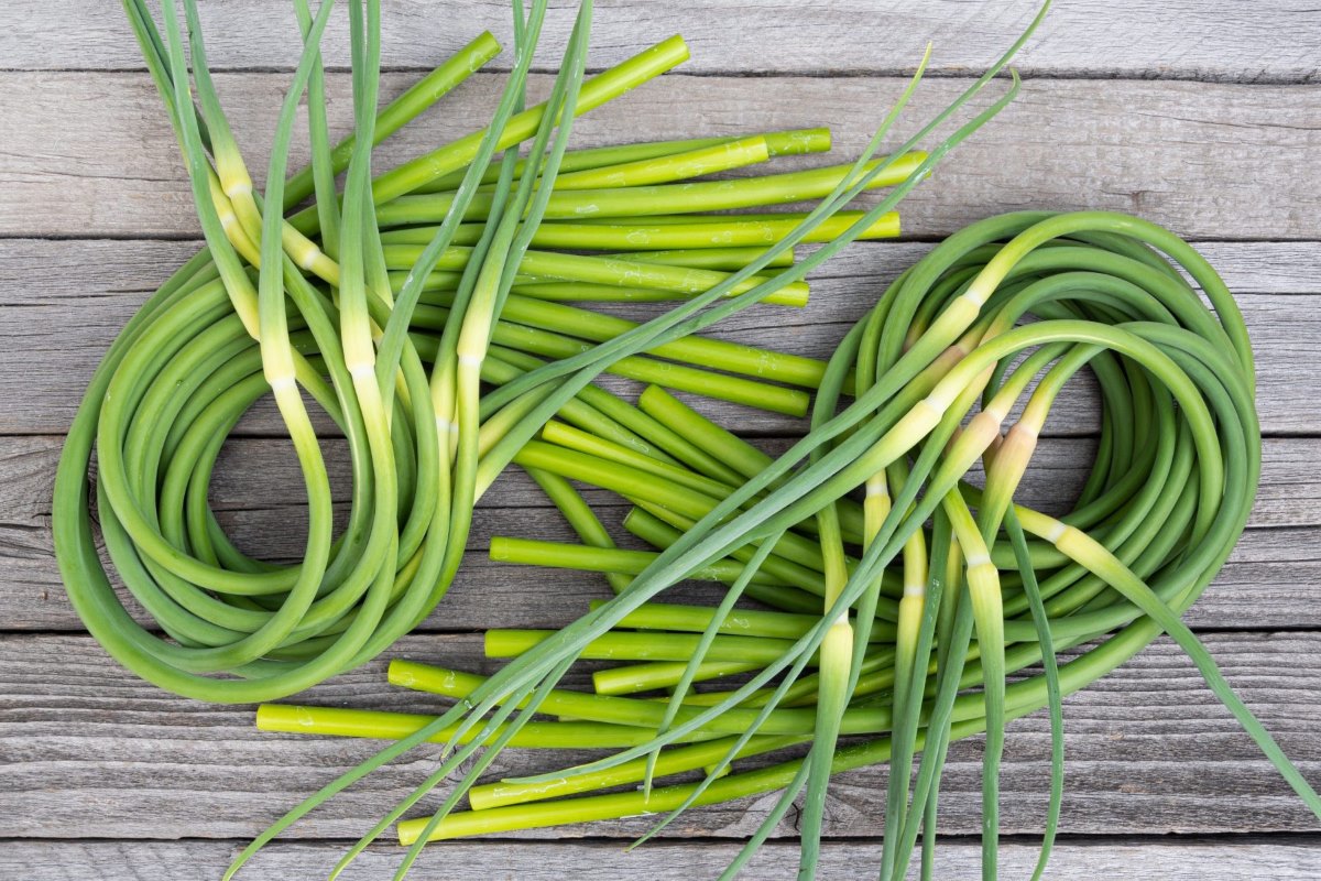 How To Store Fresh Garlic Scapes
