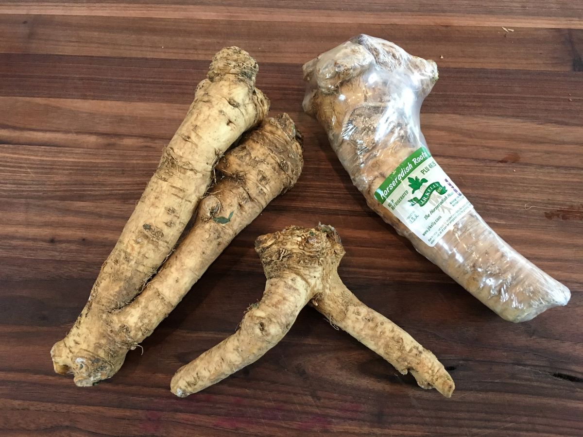 How To Store Fresh Horseradish Root