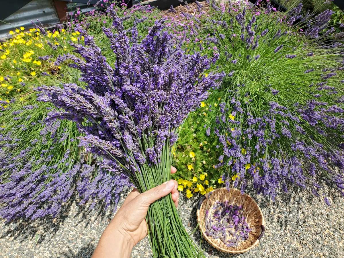How To Store Fresh Lavender