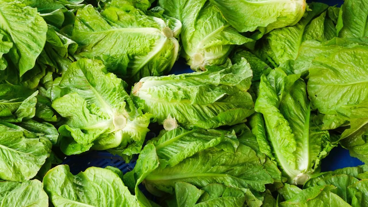 How To Store Fresh Lettuce From The Garden