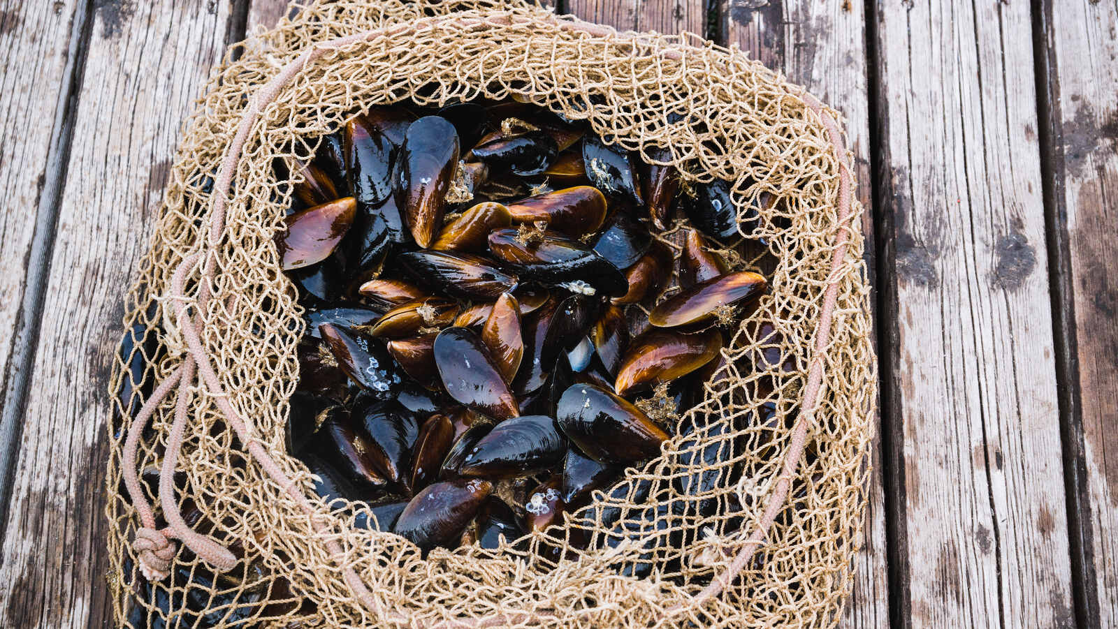 How To Store Fresh Mussels