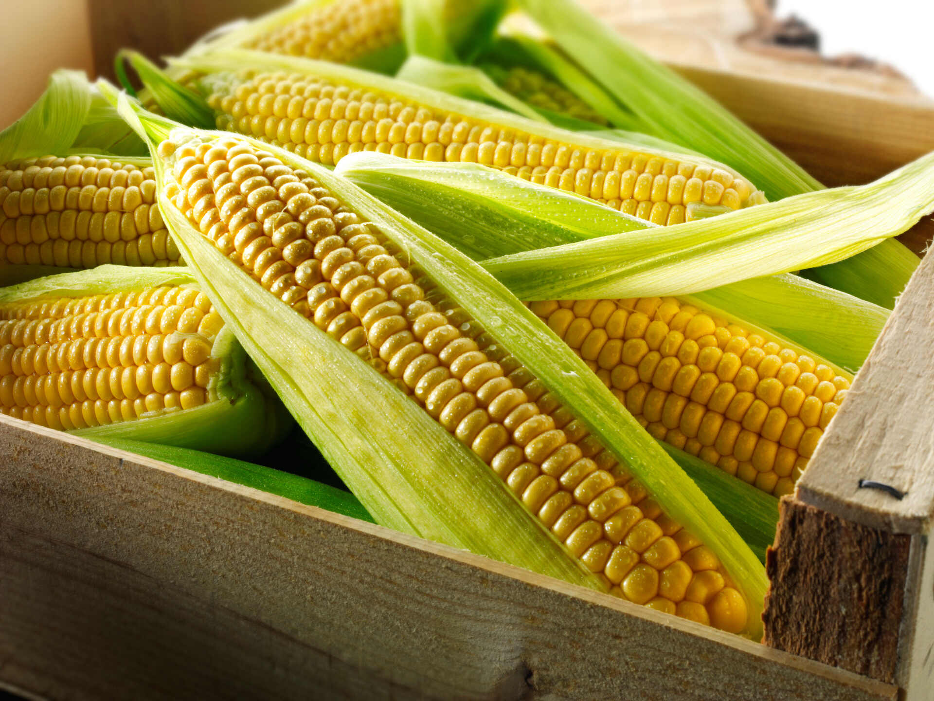 How To Store Fresh Picked Corn On The Cob