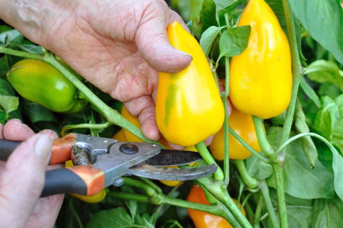 How To Store Fresh Picked Peppers