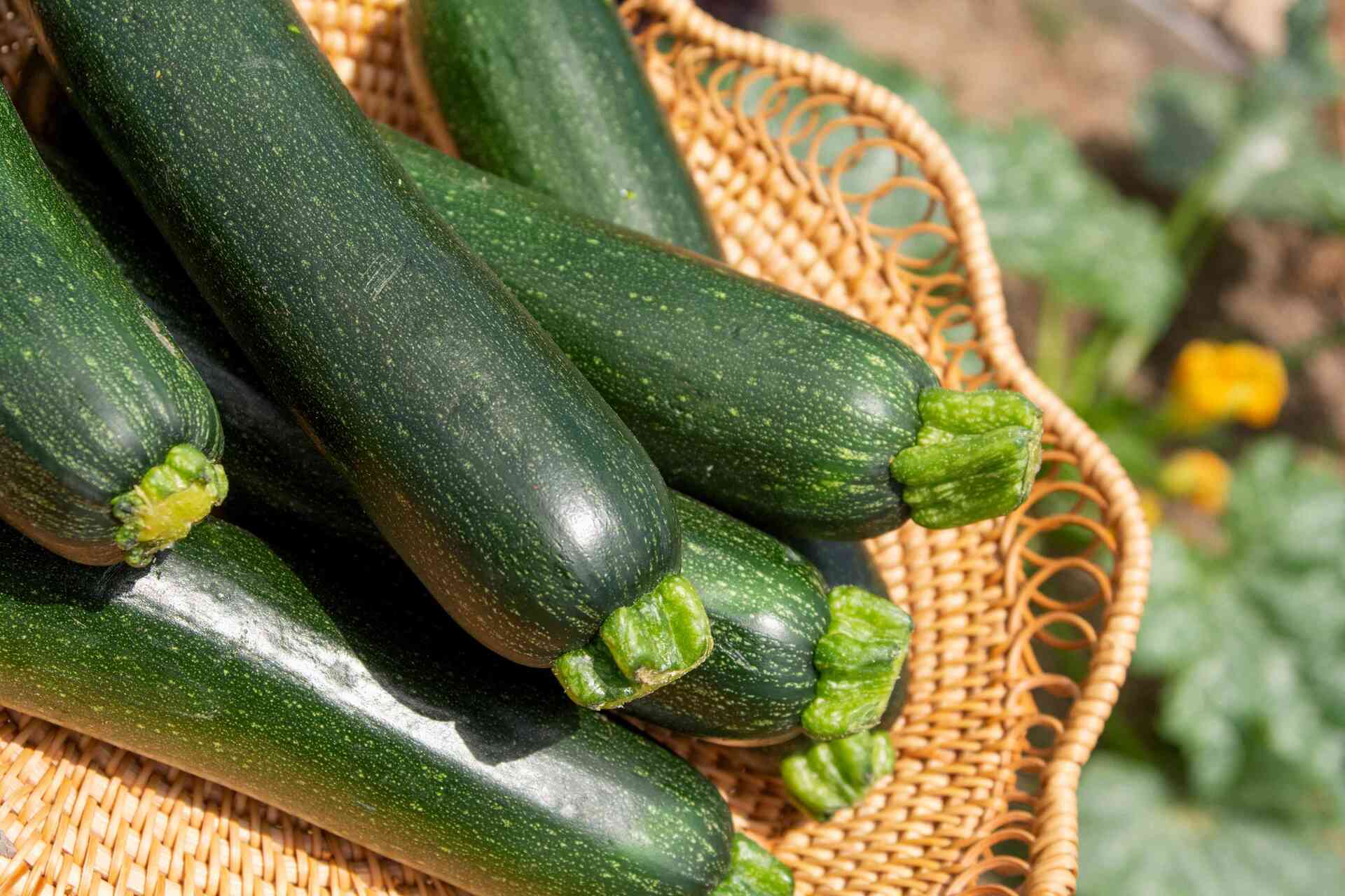 How To Store Fresh Picked Zucchini