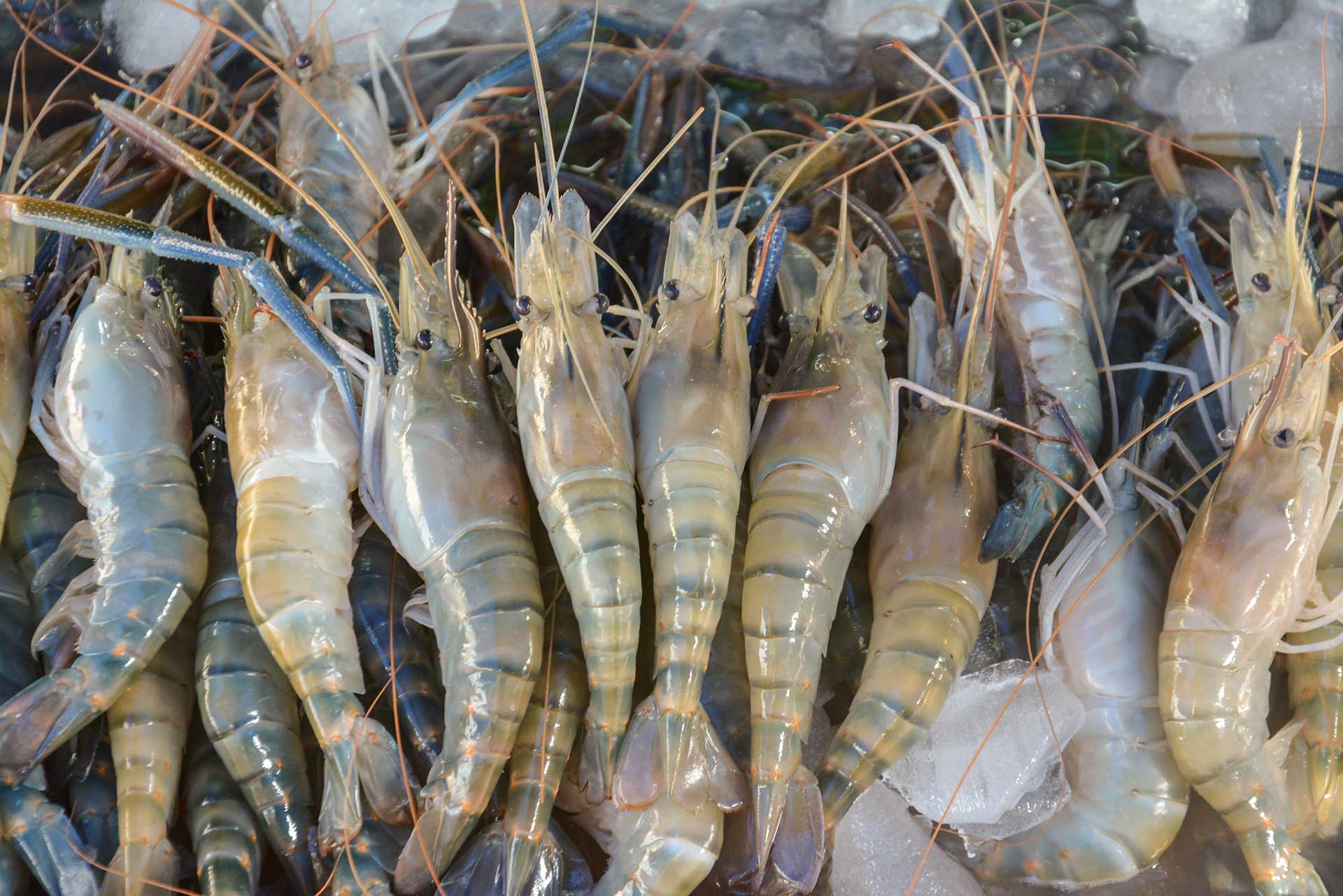 How To Store Fresh Shrimp