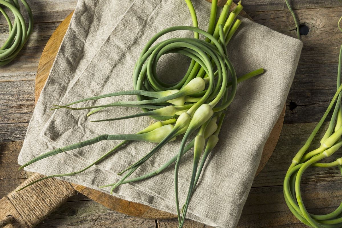 How To Store Garlic Scapes