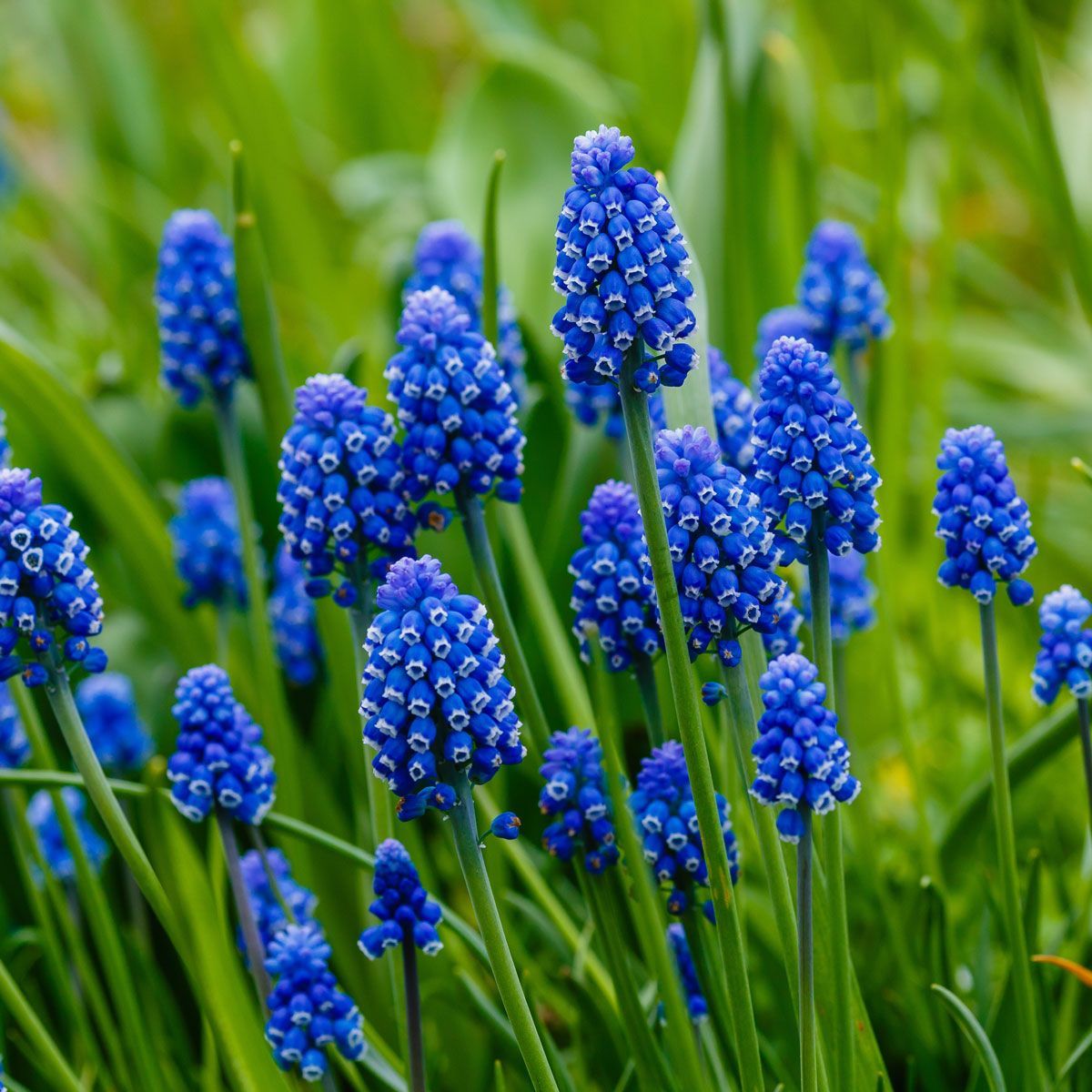 How To Store Grape Hyacinth Bulbs | Storables