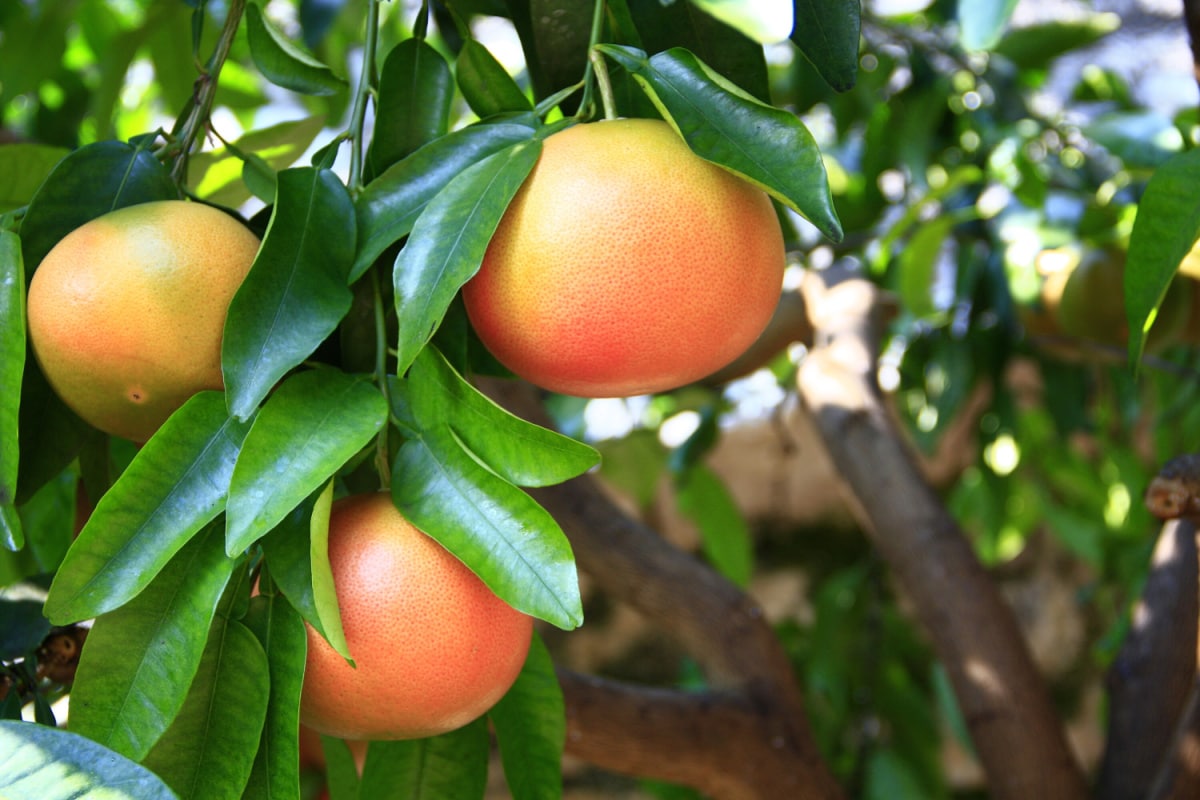 How To Store Grapefruit Long Term