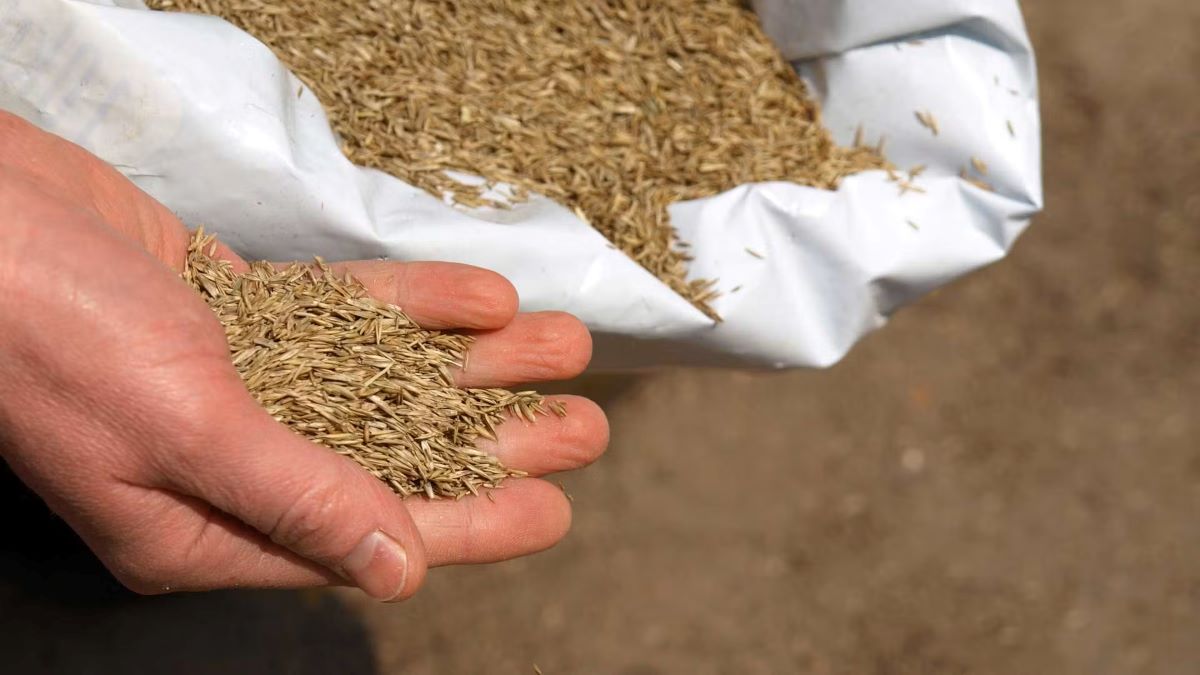 How To Store Grass Seed