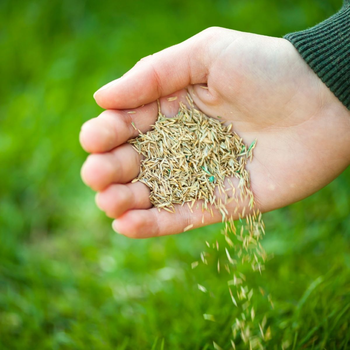 How To Store Grass Seed Over Winter