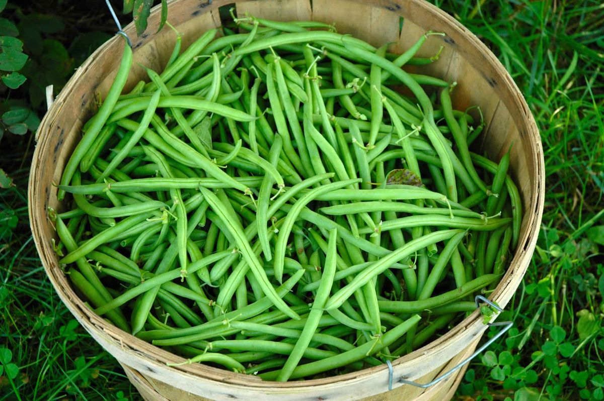 How To Store Green Beans After Harvest