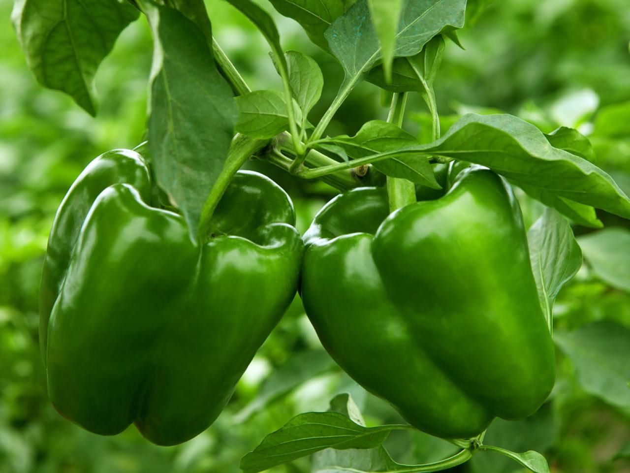 How To Store Green Peppers From The Garden
