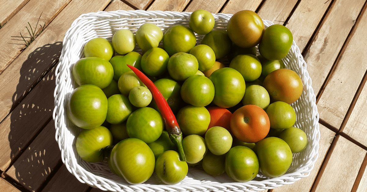 How To Store Green Tomatoes To Ripen Later
