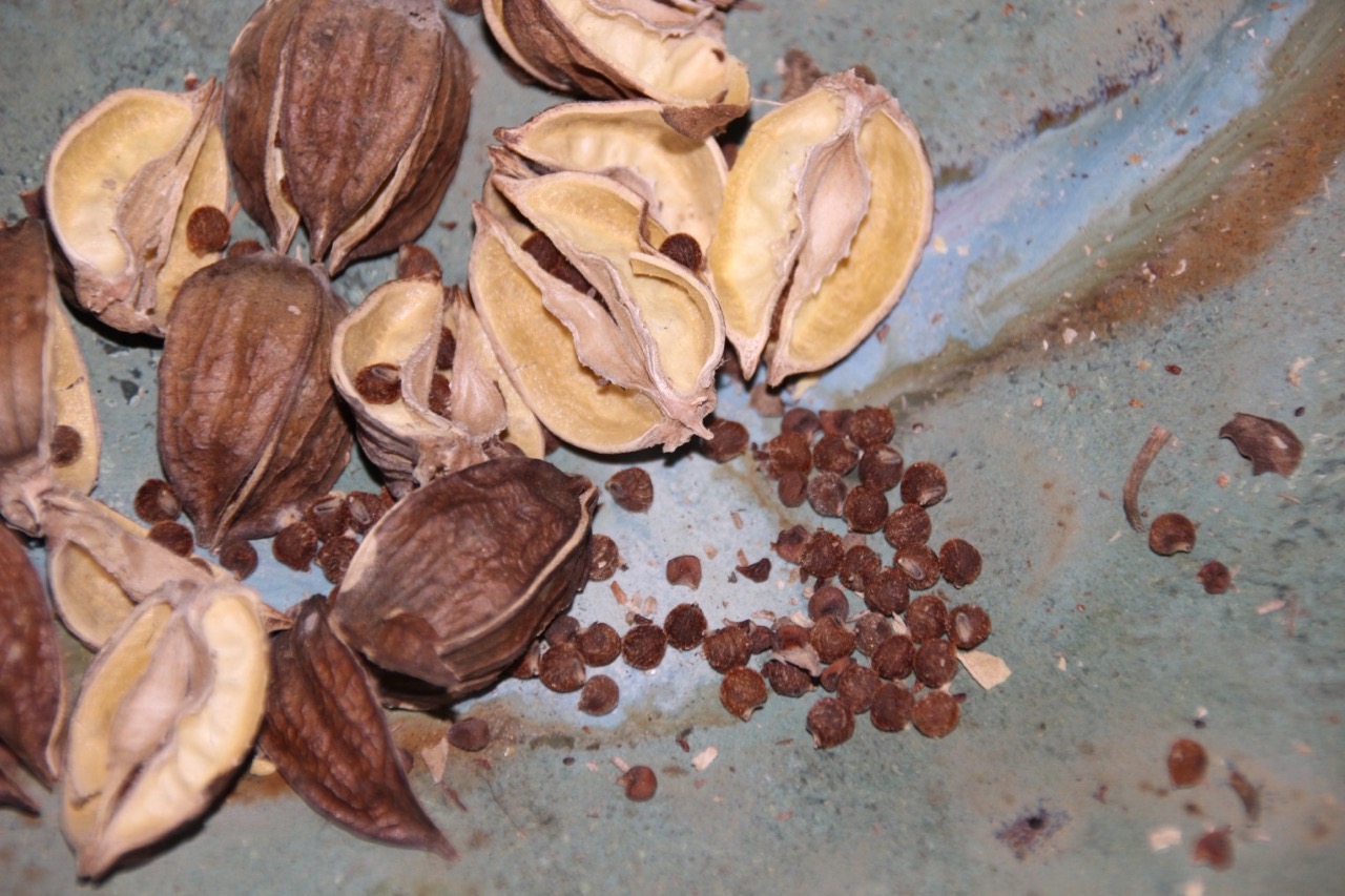 How To Store Hibiscus Seeds