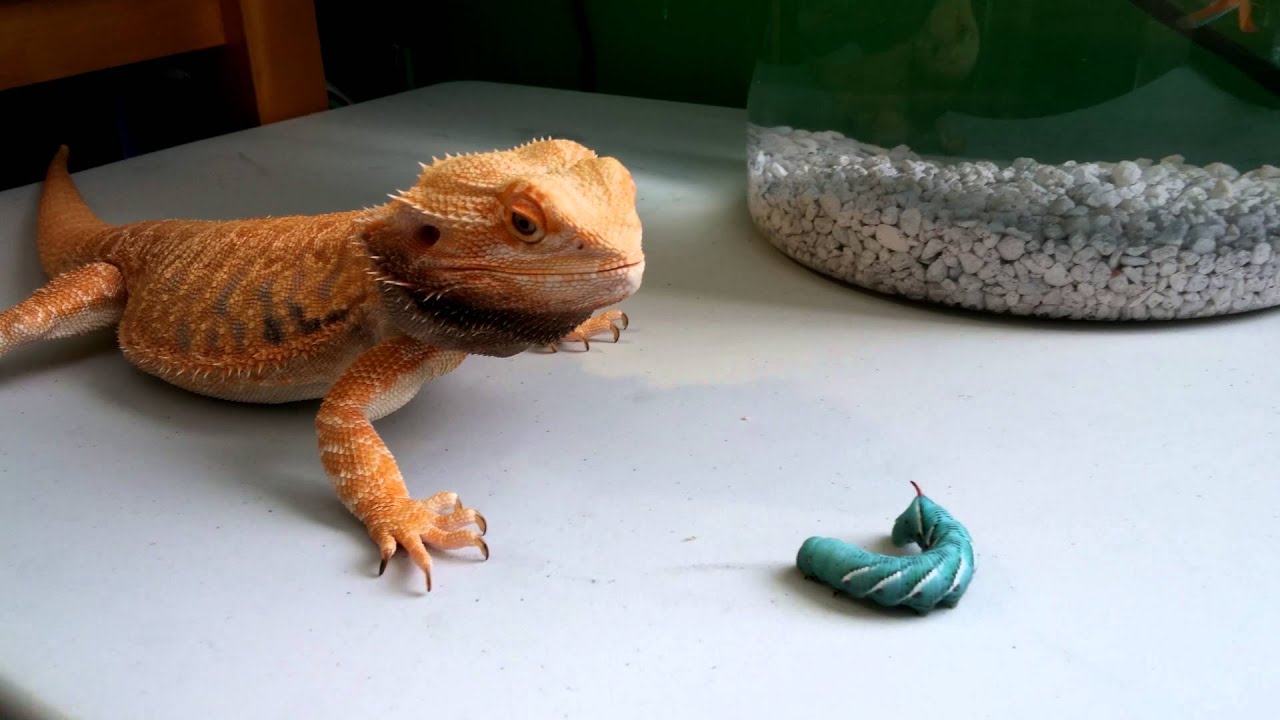 How To Store Hornworms For Bearded Dragons
