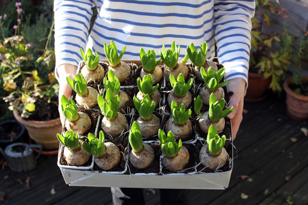 How To Store Hyacinth Bulbs