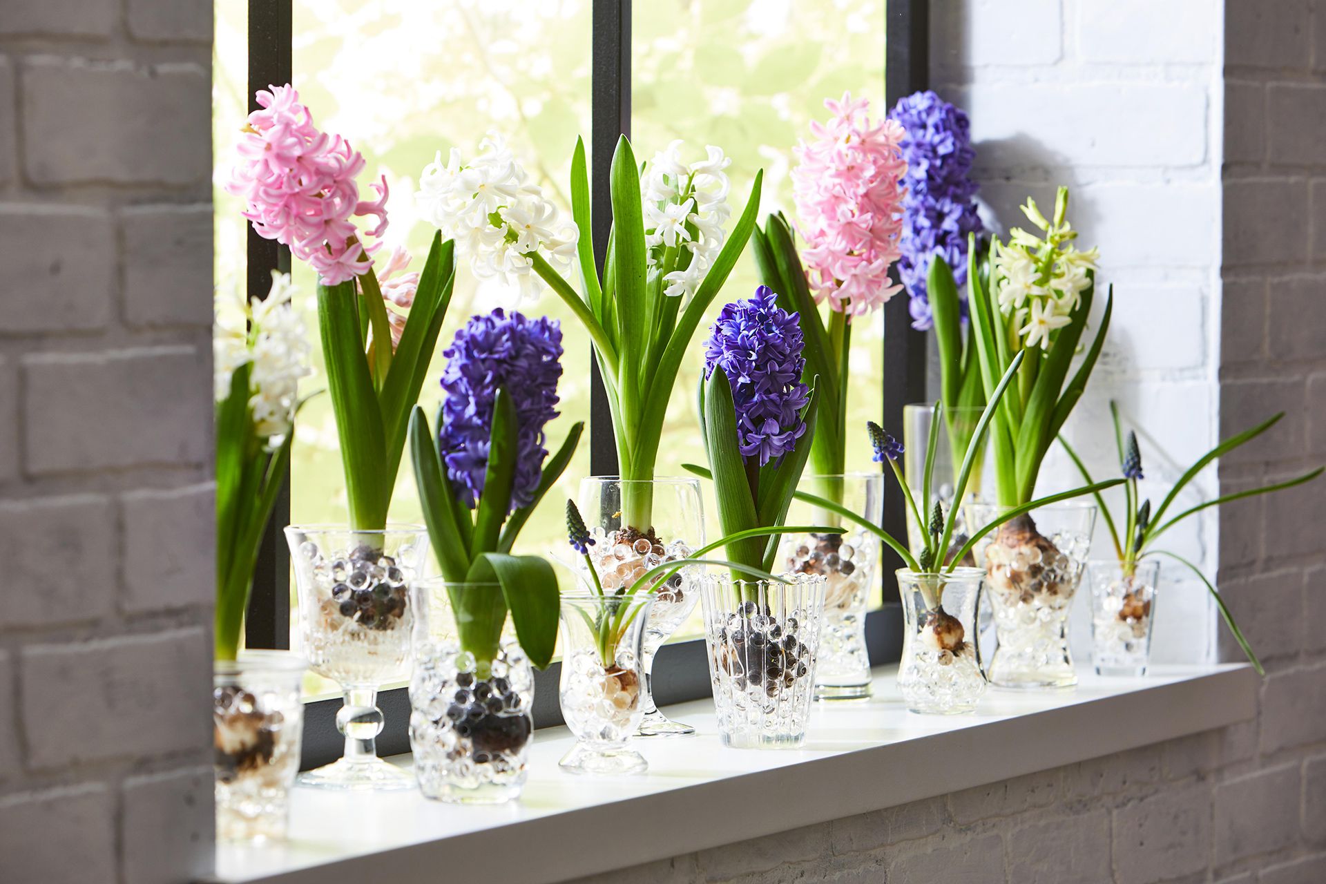 How To Store Hyacinth Bulbs After Flowering