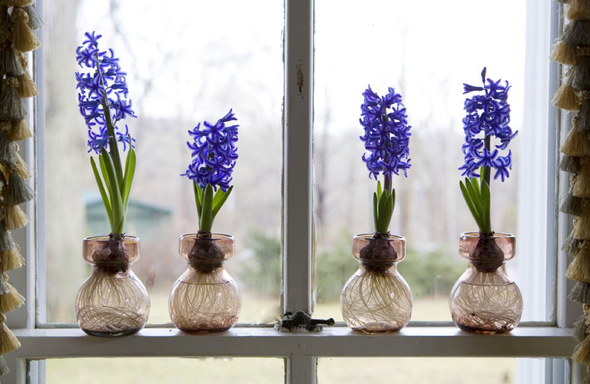 How To Store Hyacinth Bulbs After Flowering In Water