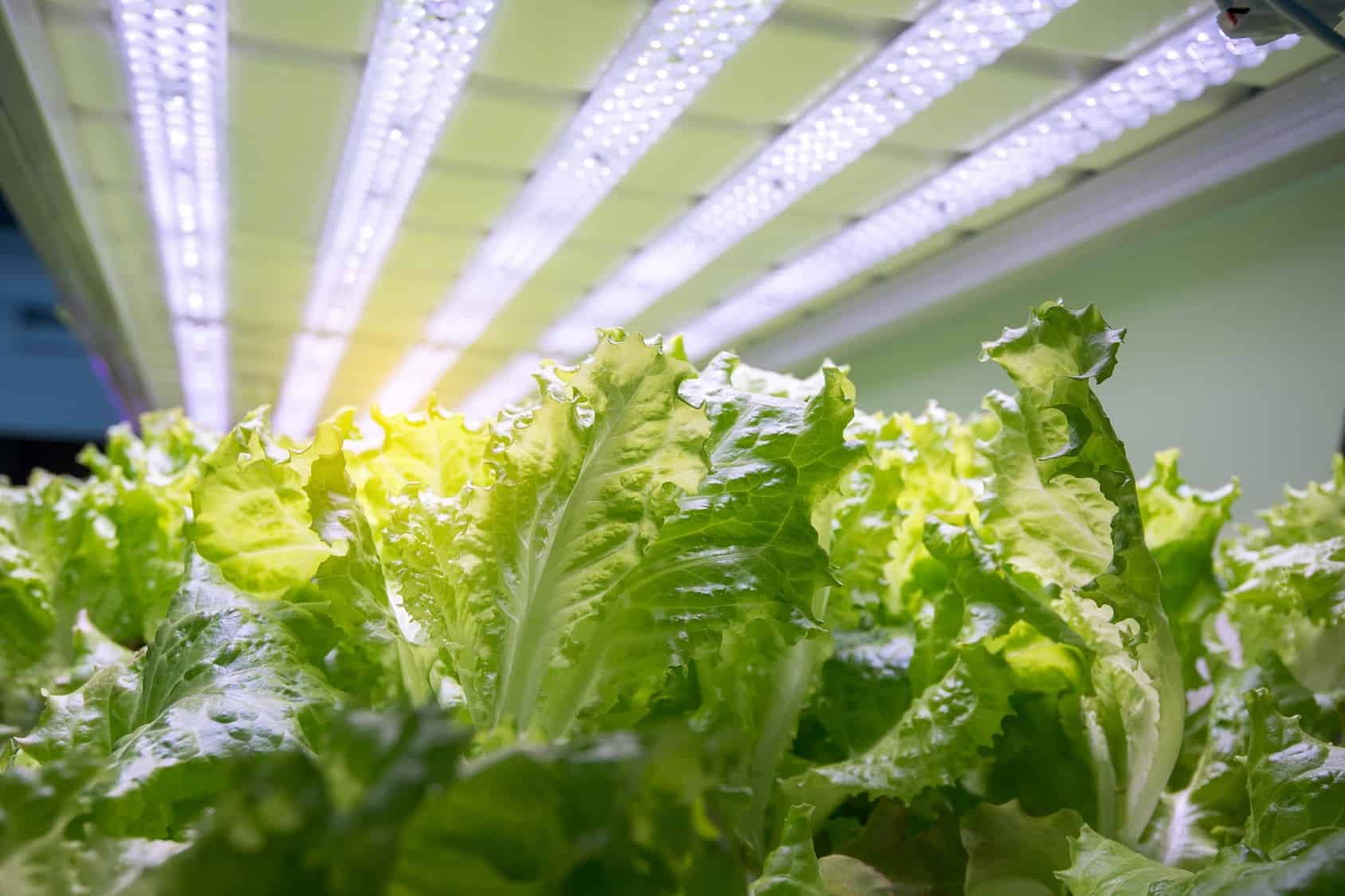 How To Store Hydroponic Lettuce