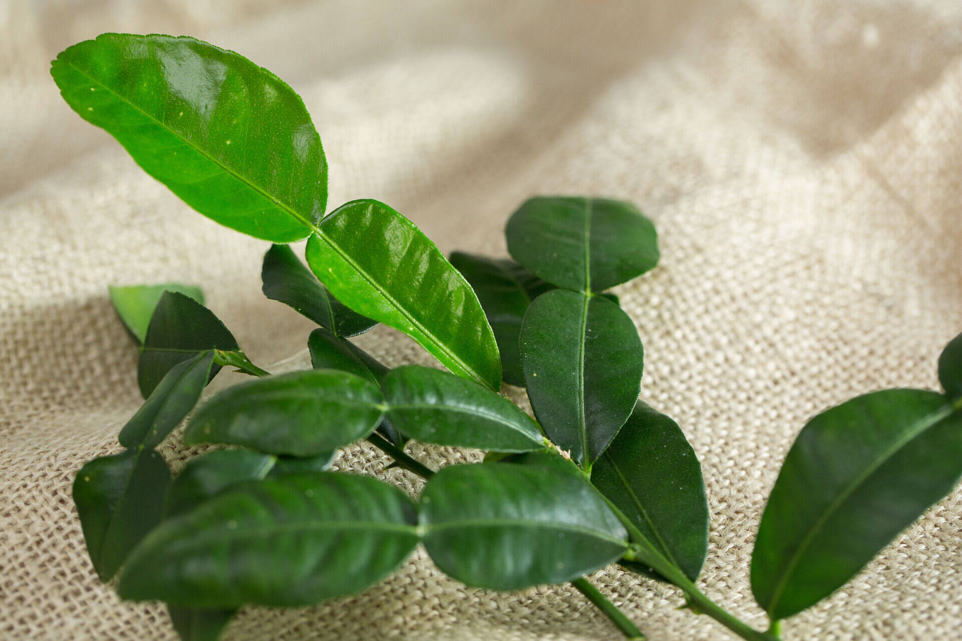How To Store Kaffir Lime Leaves