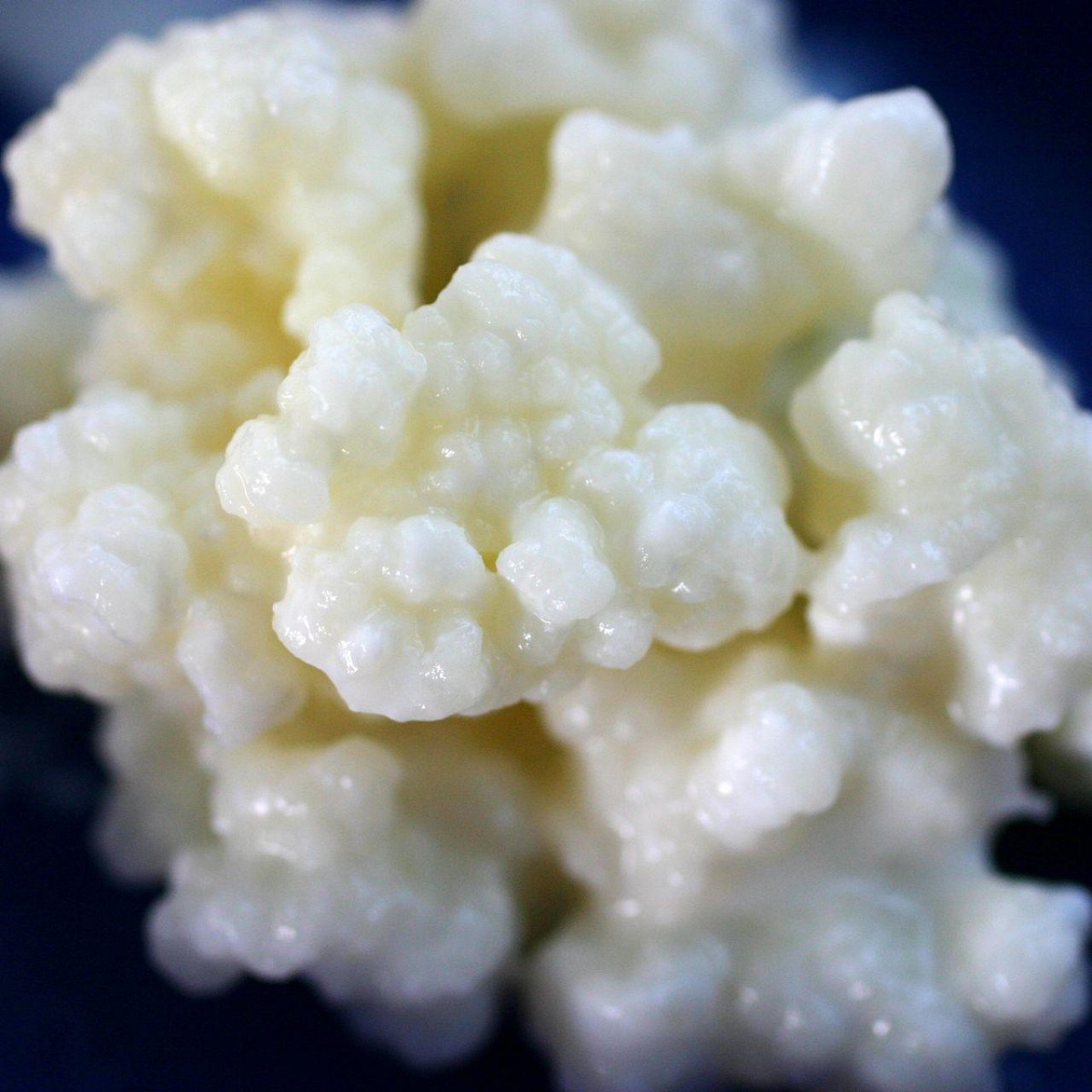 How To Store Kefir Grains Without Milk