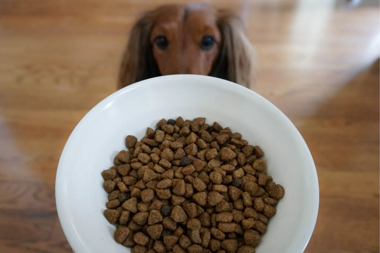 How To Store Kibble