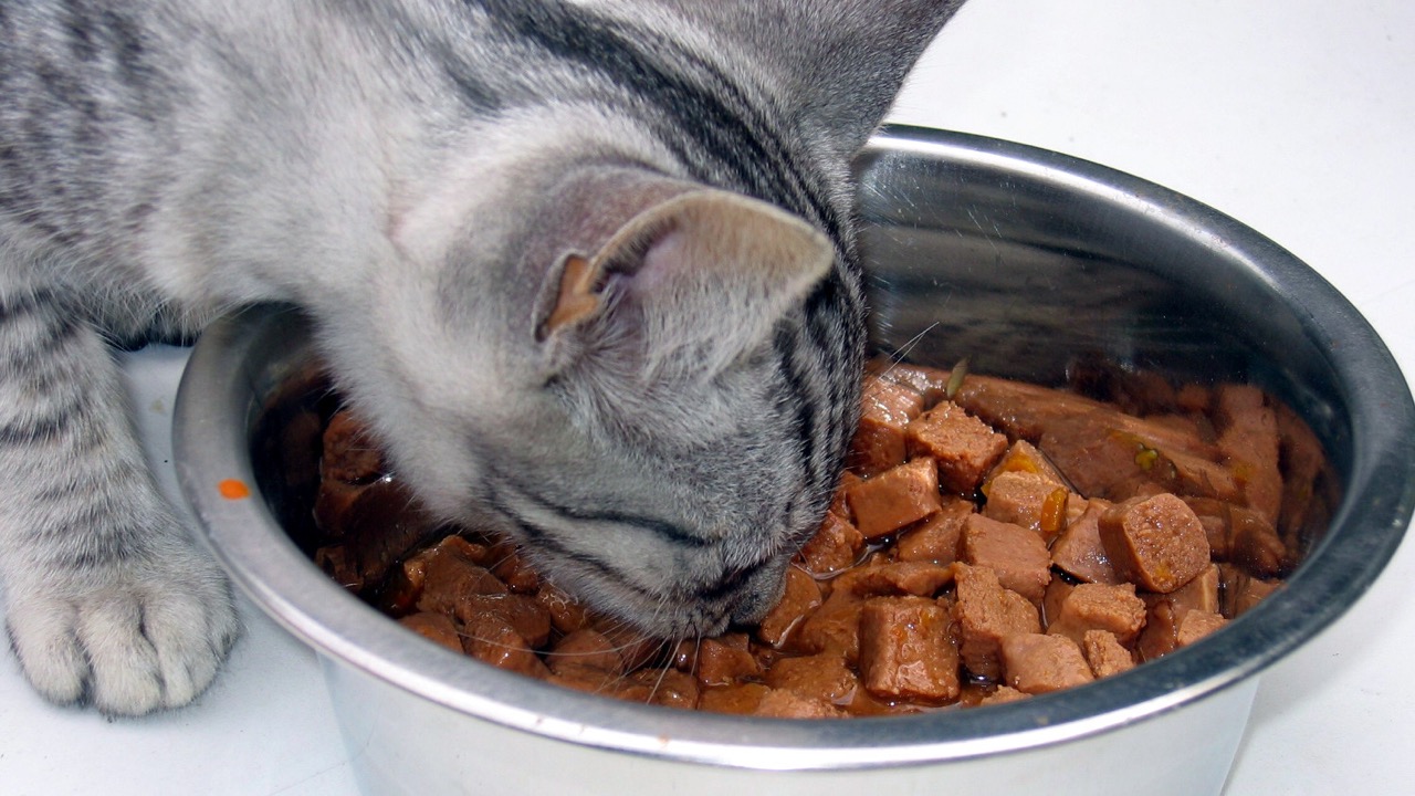 How To Store Leftover Wet Cat Food