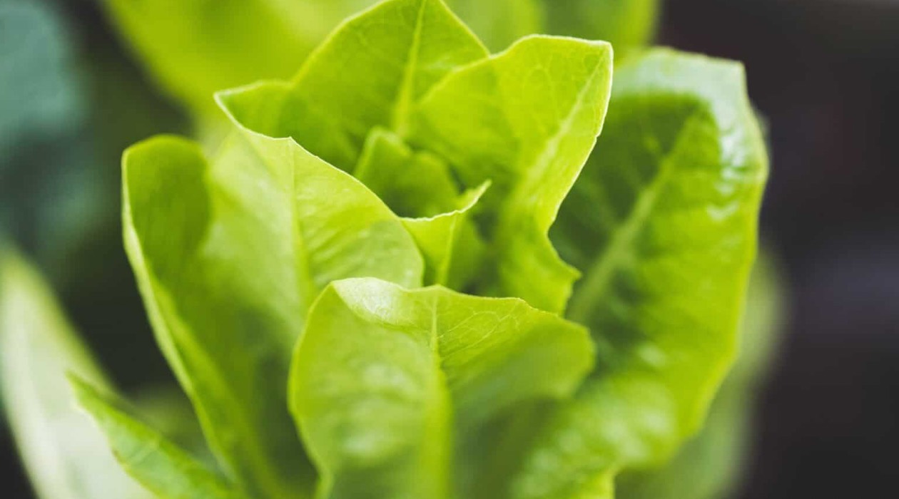 How To Store Lettuce For Winter