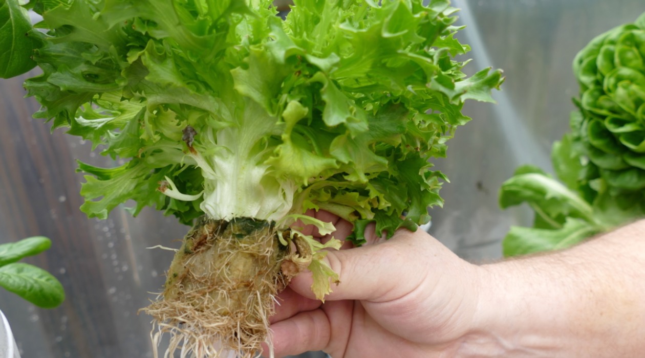 How To Store Lettuce With Roots