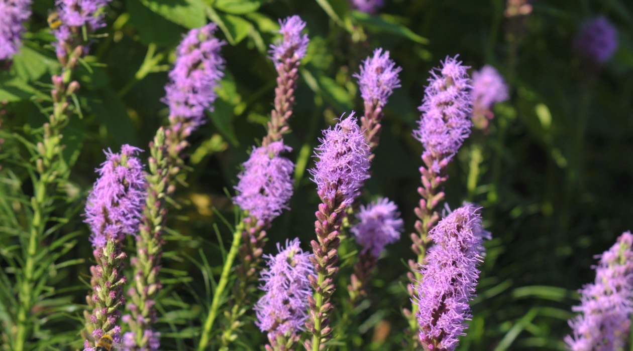 How To Store Liatris Bulbs