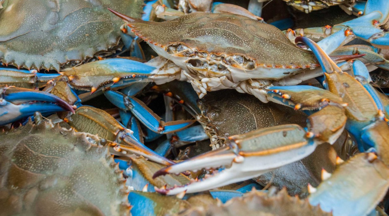 How To Store Live Blue Crab