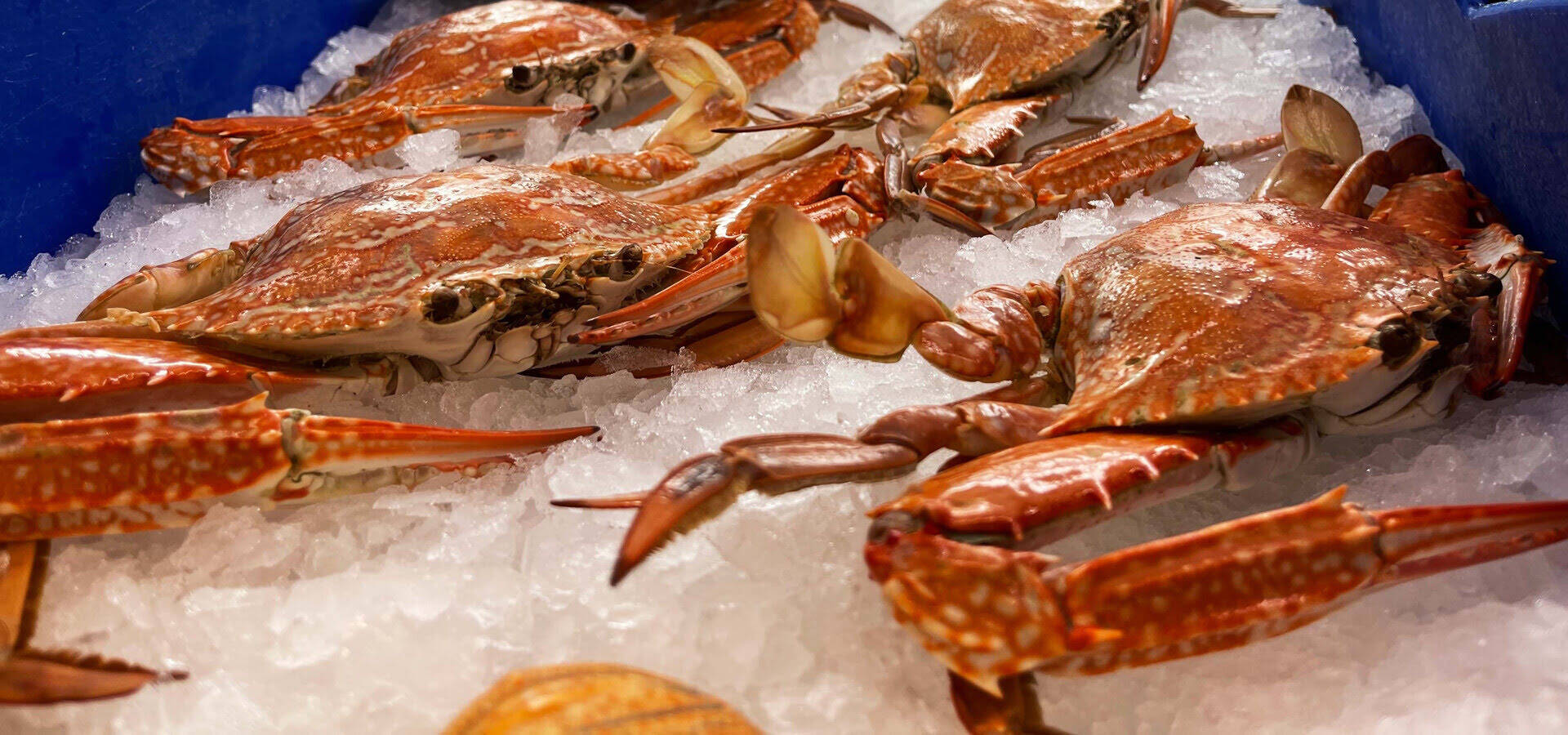 How To Store Live Crabs In The Fridge