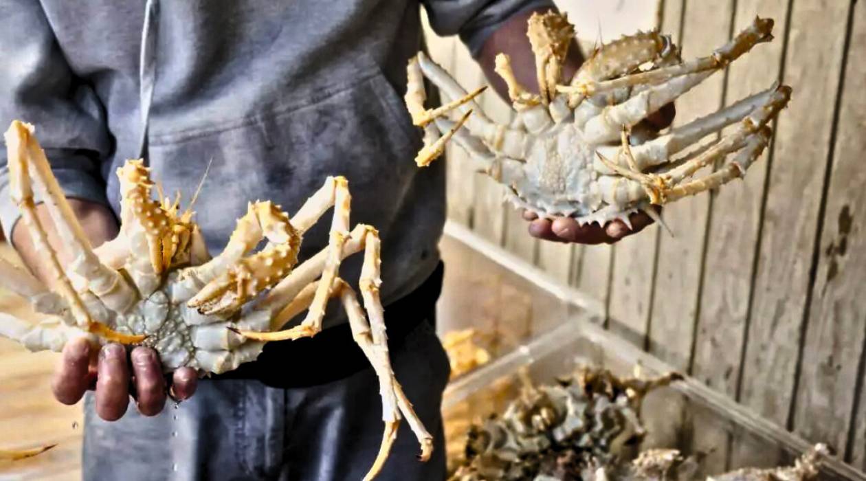 How To Store Live Crabs Overnight