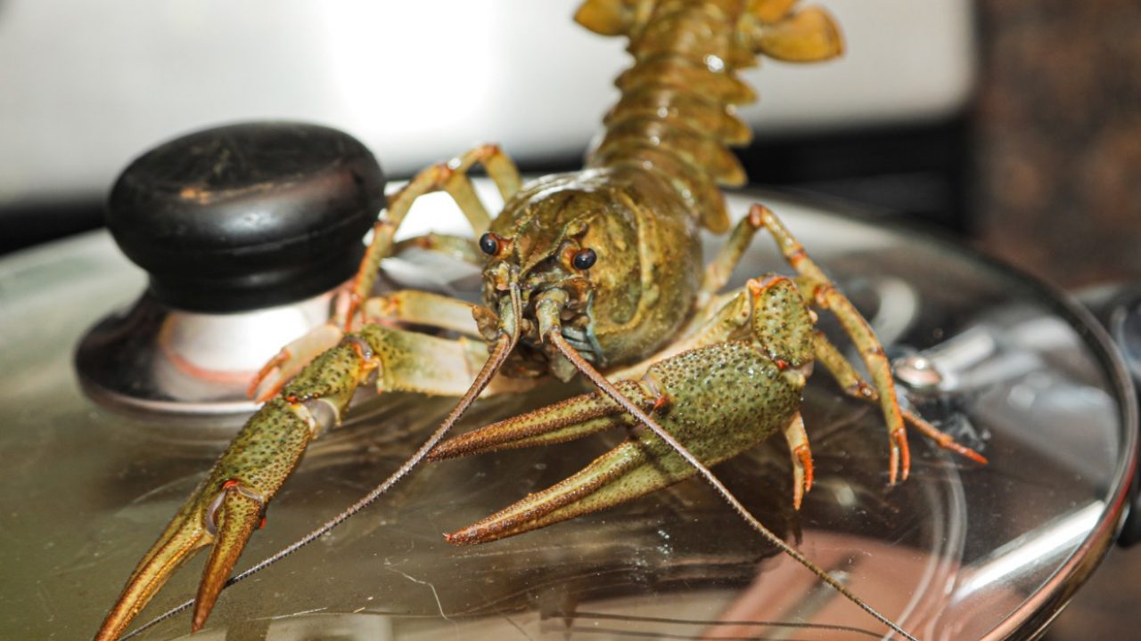 live crawfish in water