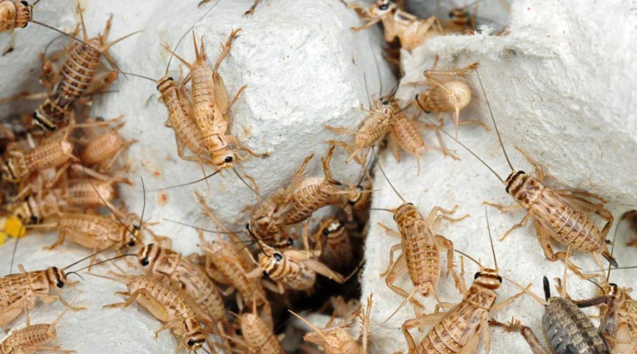 How To Store Live Crickets