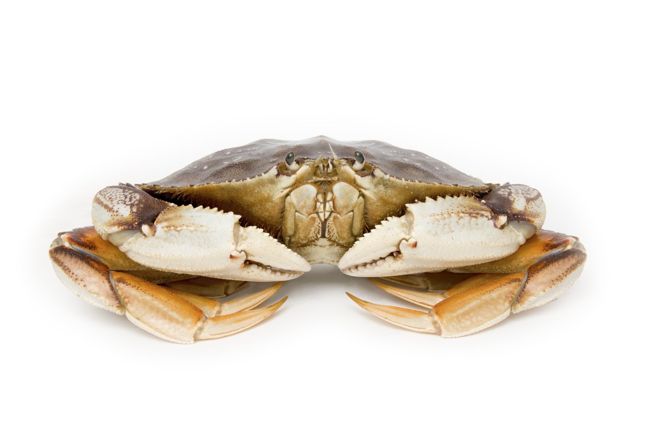 How To Store Live Dungeness Crab