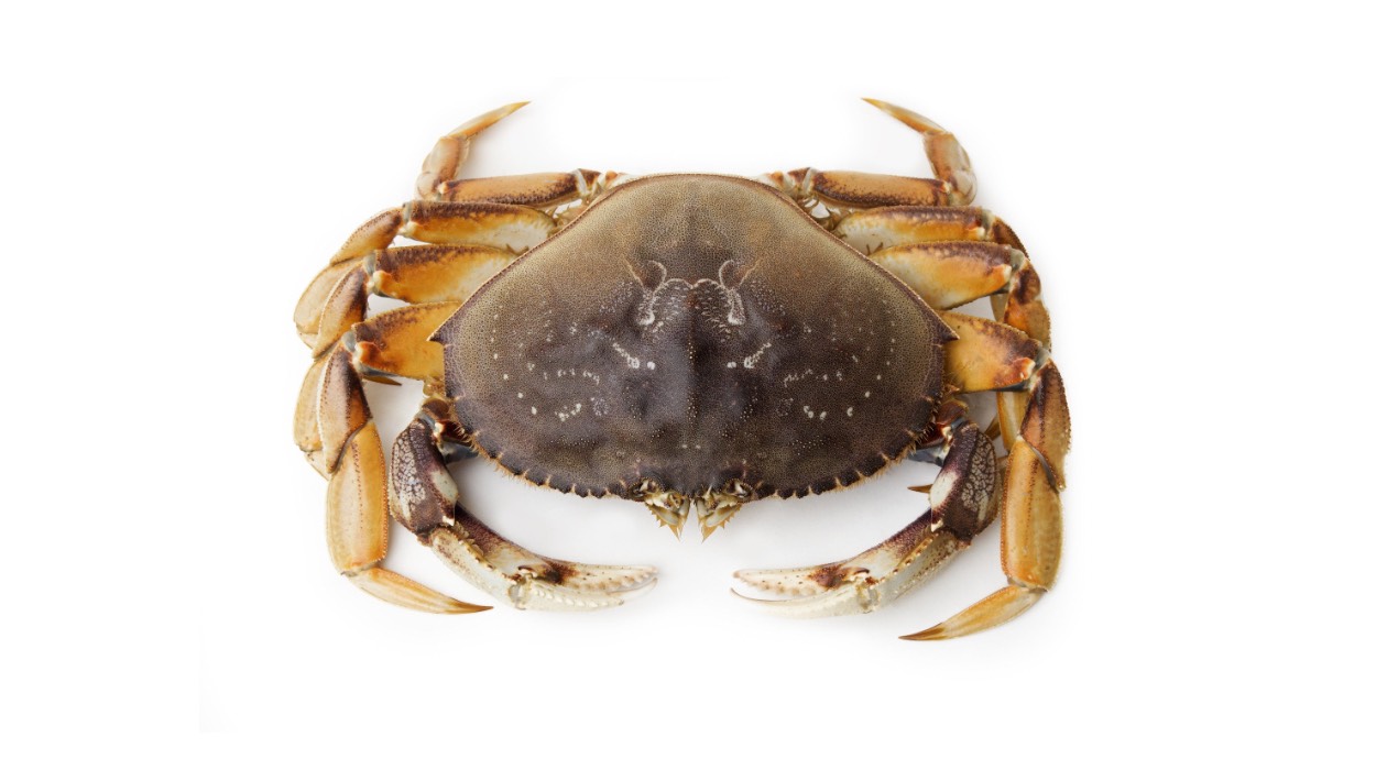How To Store Live Dungeness Crabs Overnight