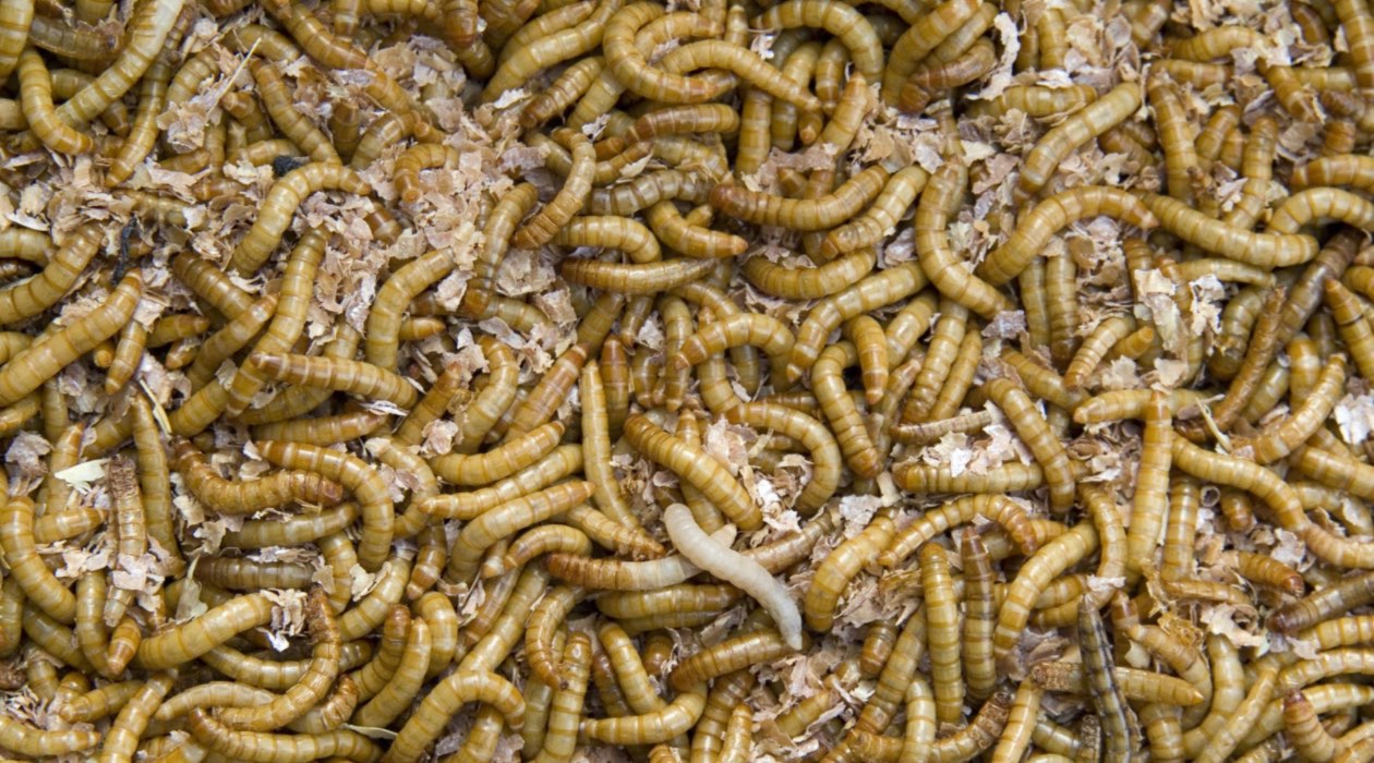 How To Store Live Mealworms