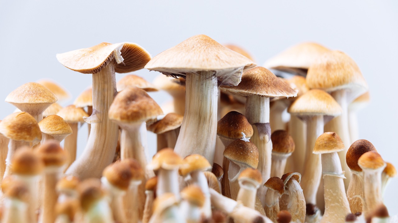 How To Store Magic Mushrooms
