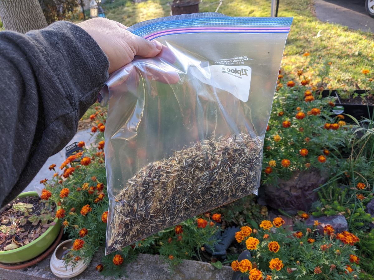 How To Store Marigold Seeds For Next Year