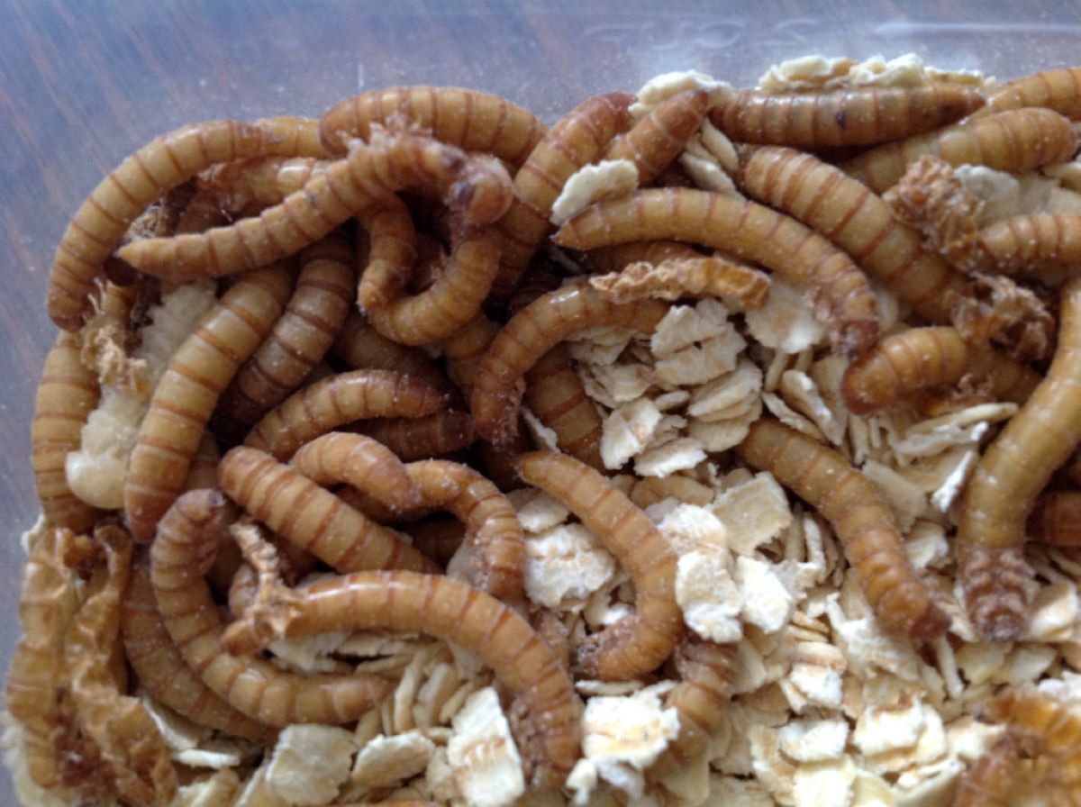 How To Store Mealworms