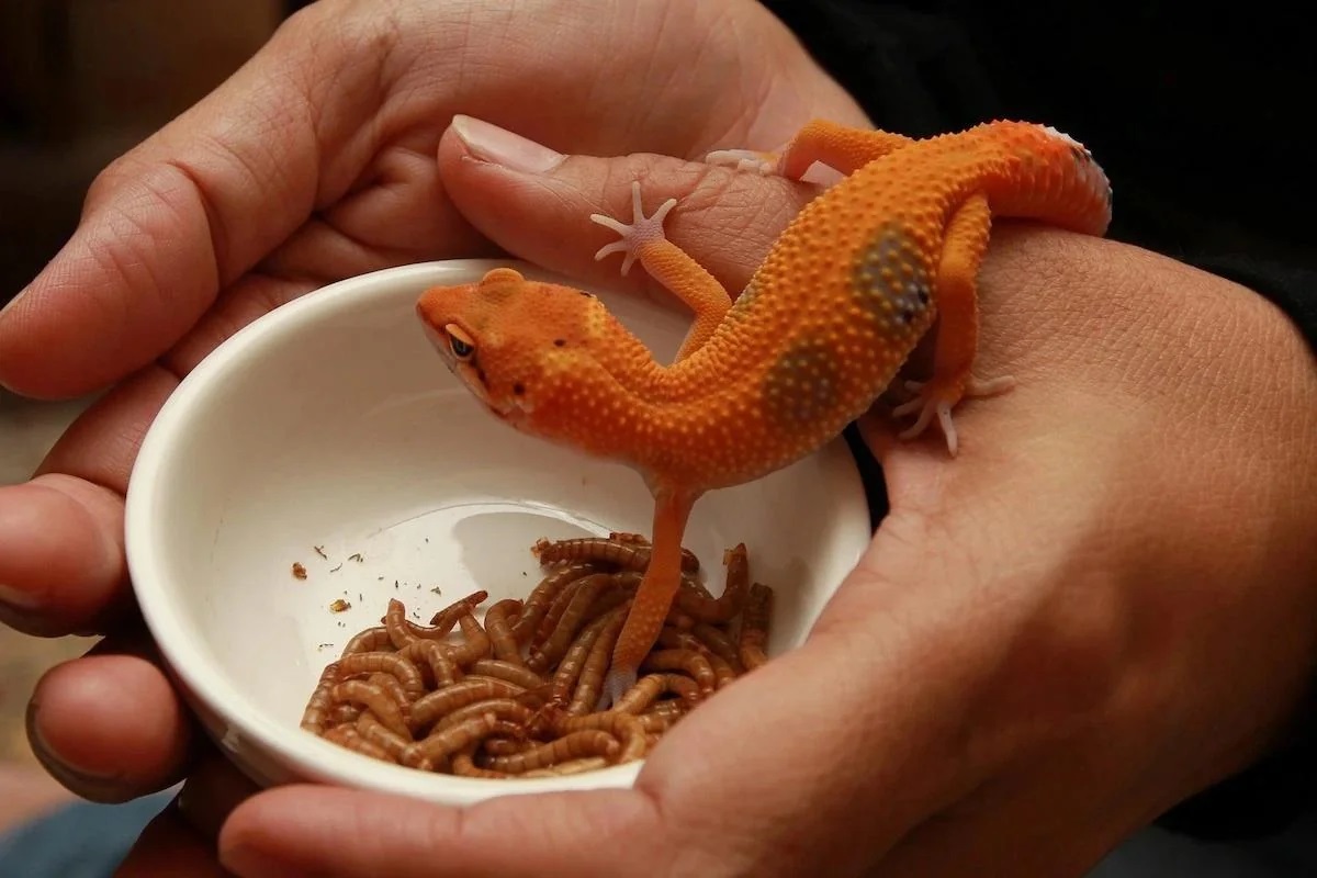 How To Store Mealworms For Geckos